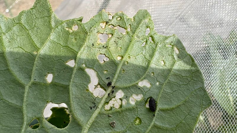 ダイコンハムシの幼虫と黒いフン