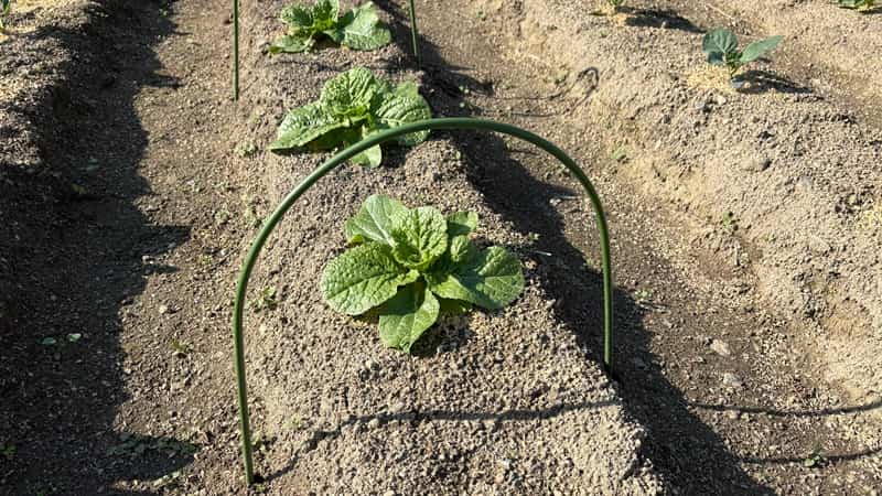 トンネル型支柱