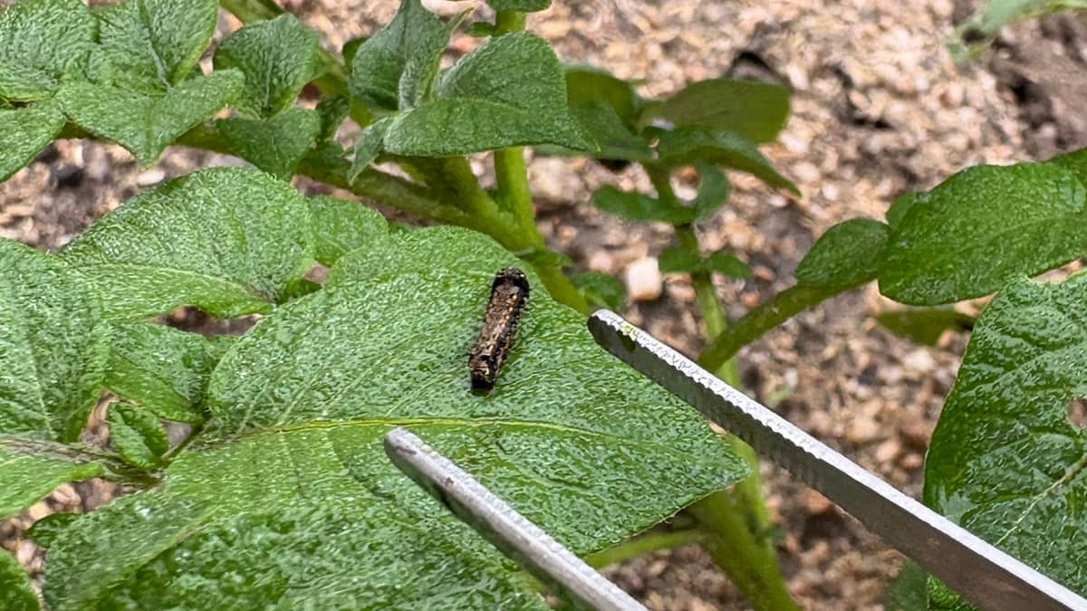 【ジャガイモの葉に黒い芋虫が！】…ヨトウムシ発生とやさしい対策