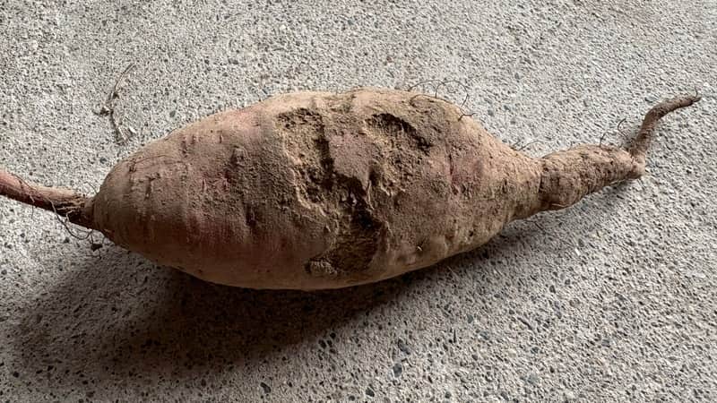 深い傷のある芋