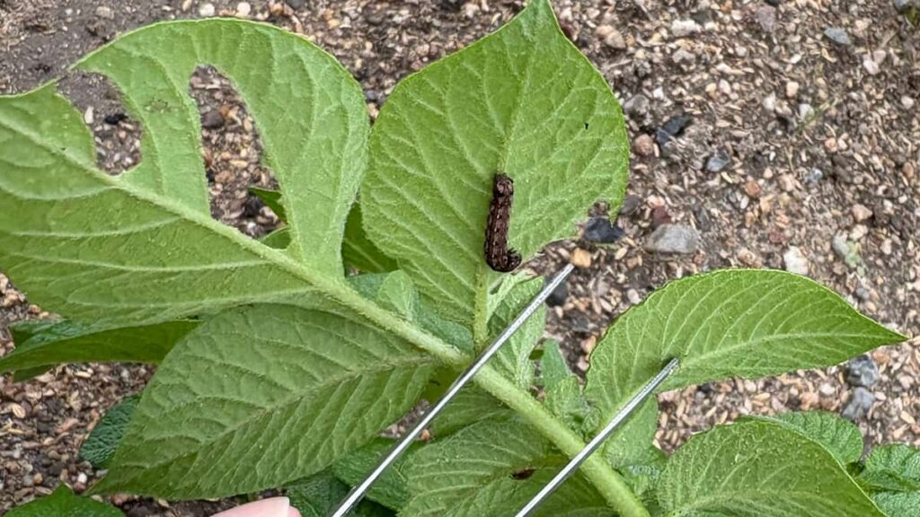 葉の裏もチェックして