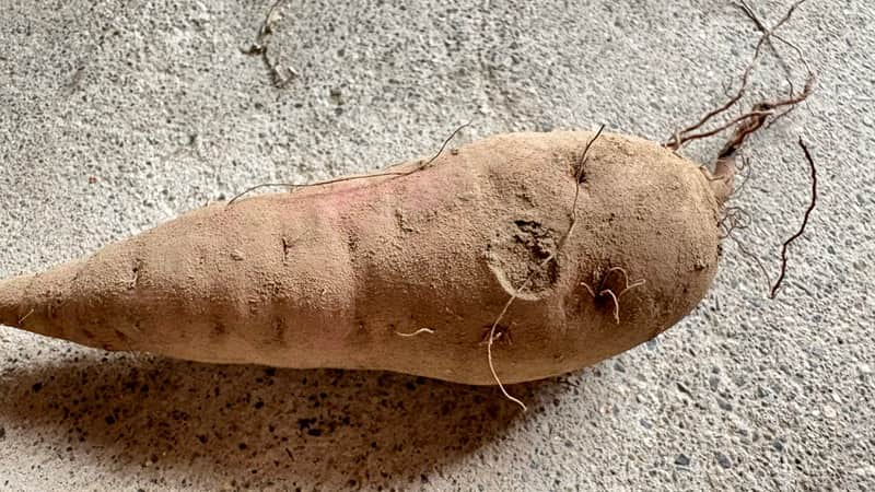 軽い擦り傷の芋