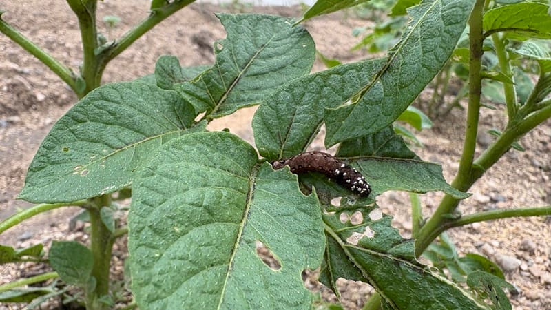 黒いヨトウムシ