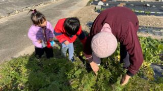 【1月の家庭菜園】今月はなにするの？