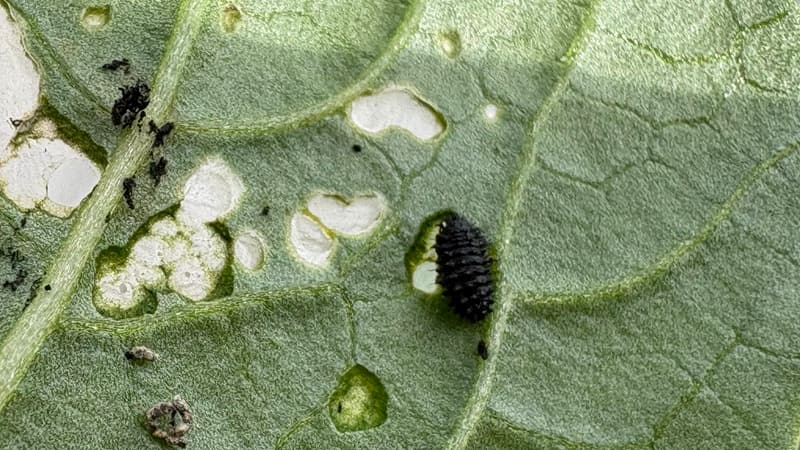 ダイコンハムシの幼虫