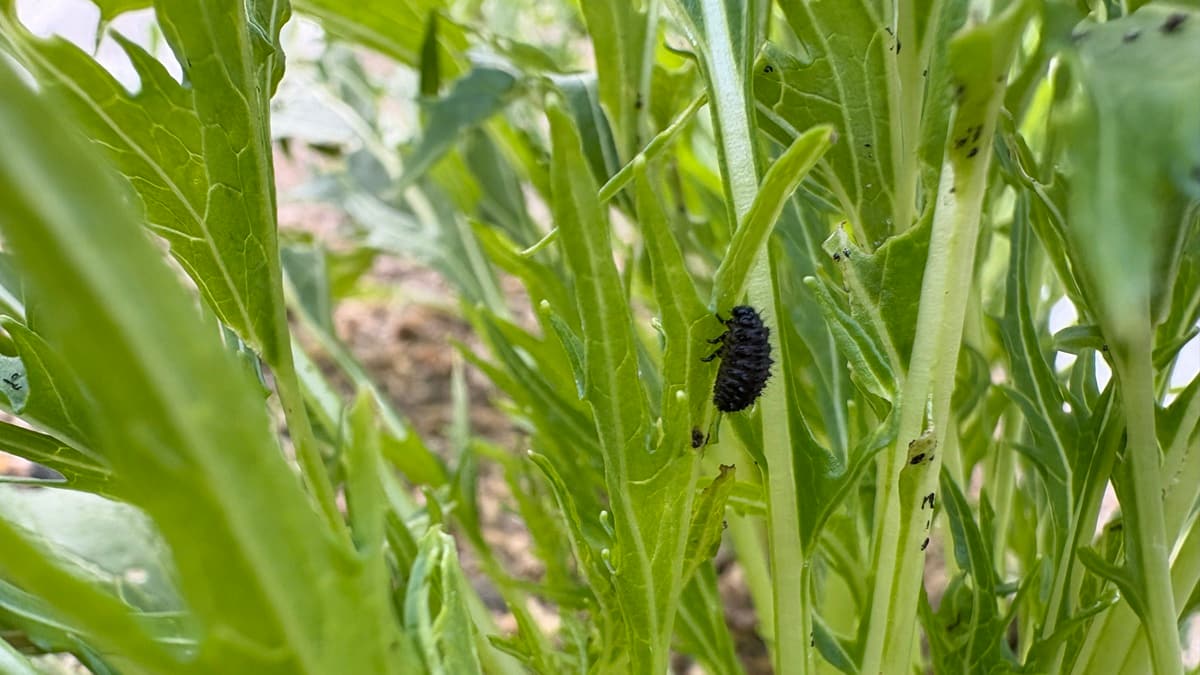 ダイコンハムシの幼虫写真