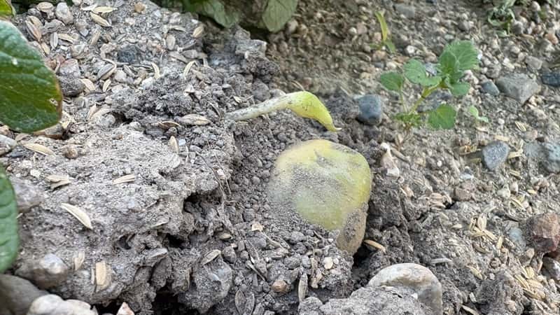 土寄せが足りなかった