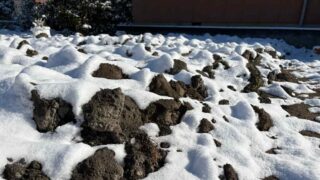 【2月の家庭菜園】今月はなにするの？