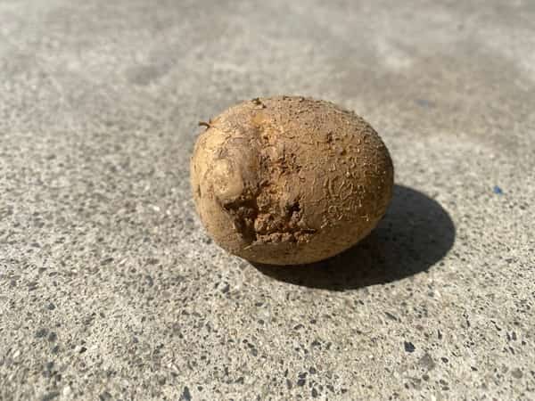 そうか病のじゃがいも１