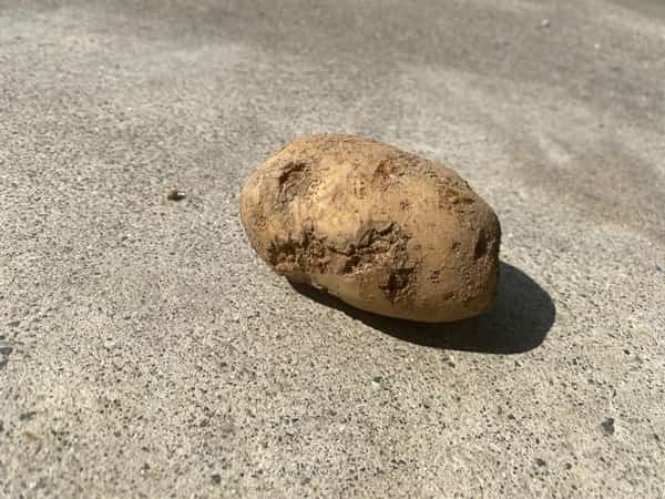 そうか病のじゃがいも２