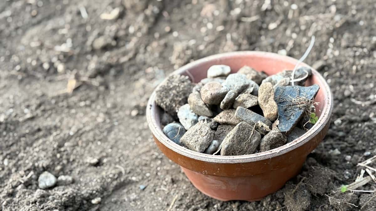 畑の小石、放置していませんか？土作りで失敗しないために