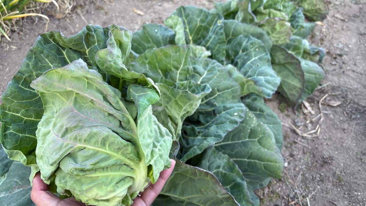 【キャベツに白いカビ…菌核病かもしれません】原因と家庭菜園でできる対策