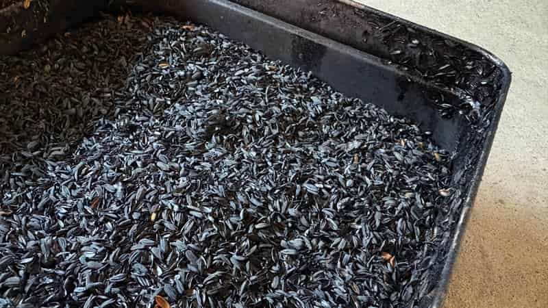 完成した自家製もみ殻くん炭