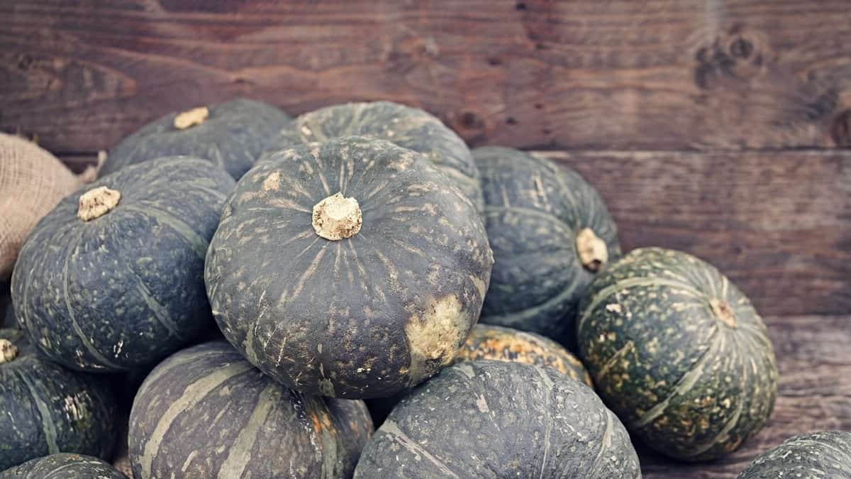 【初心者でも安心！家庭菜園で楽しむ】カボチャ栽培ガイド