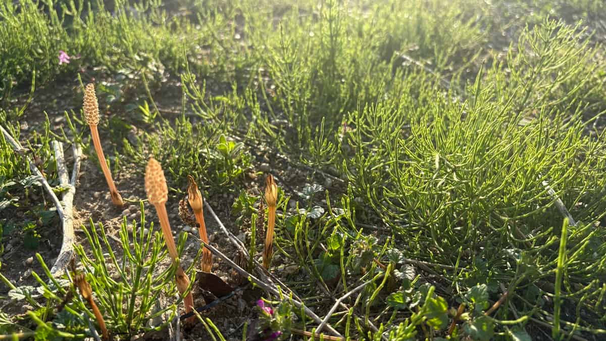 【スギナ対策の決定版】もう悩まない。「抜き取り×遮光」の合わせ技