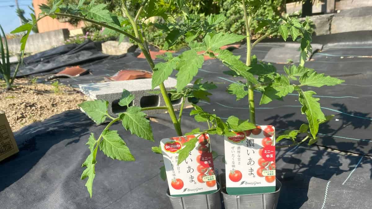 【5月の家庭菜園】今月はなにするの？