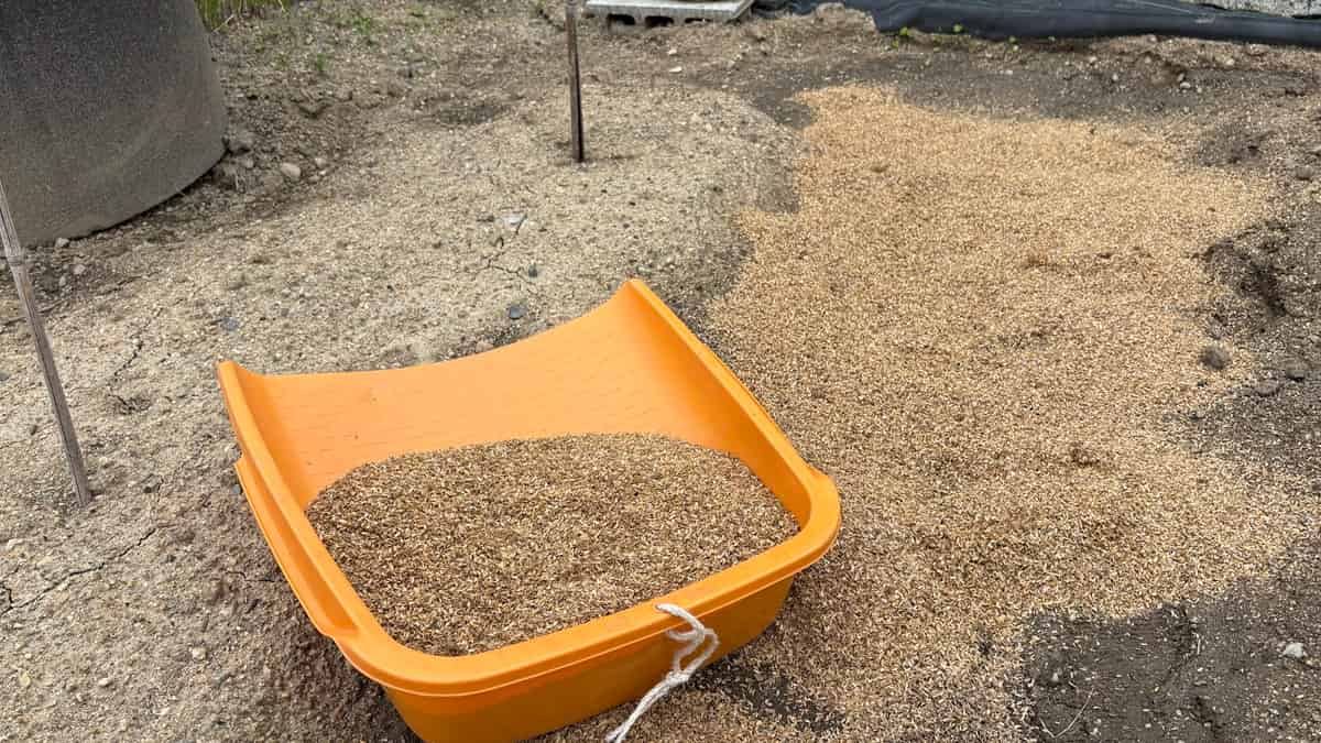 【もみ殻で水はけ改善】高畝と簡易暗渠で夏野菜の根腐れを防ぐ方法