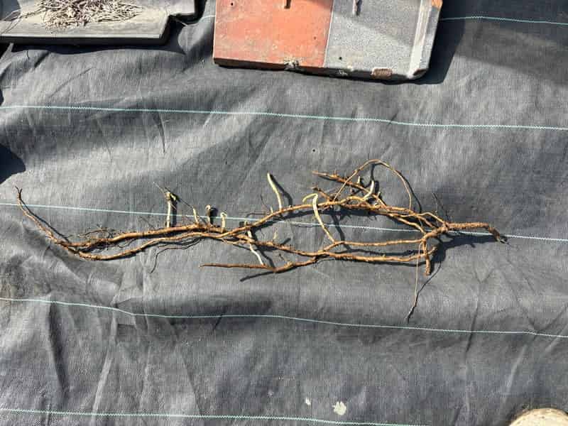 スギナの地下茎