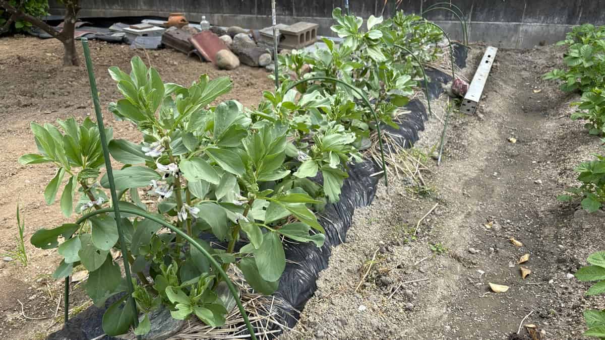 【放置厳禁】ソラマメ栽培のアブラムシ撃退ガイド！予防のコツと効果的な対処法