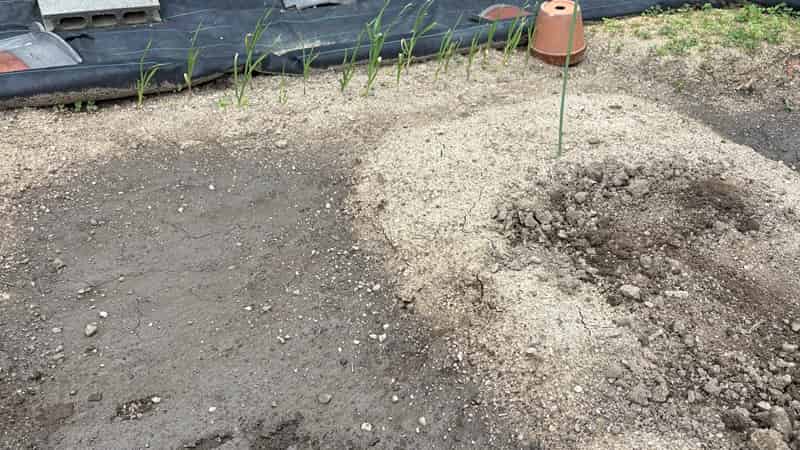 雨あがって2日後の様子