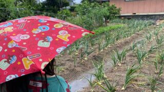 【6月の家庭菜園】今月はなにするの？梅雨時期の管理が夏野菜成功のカギ！