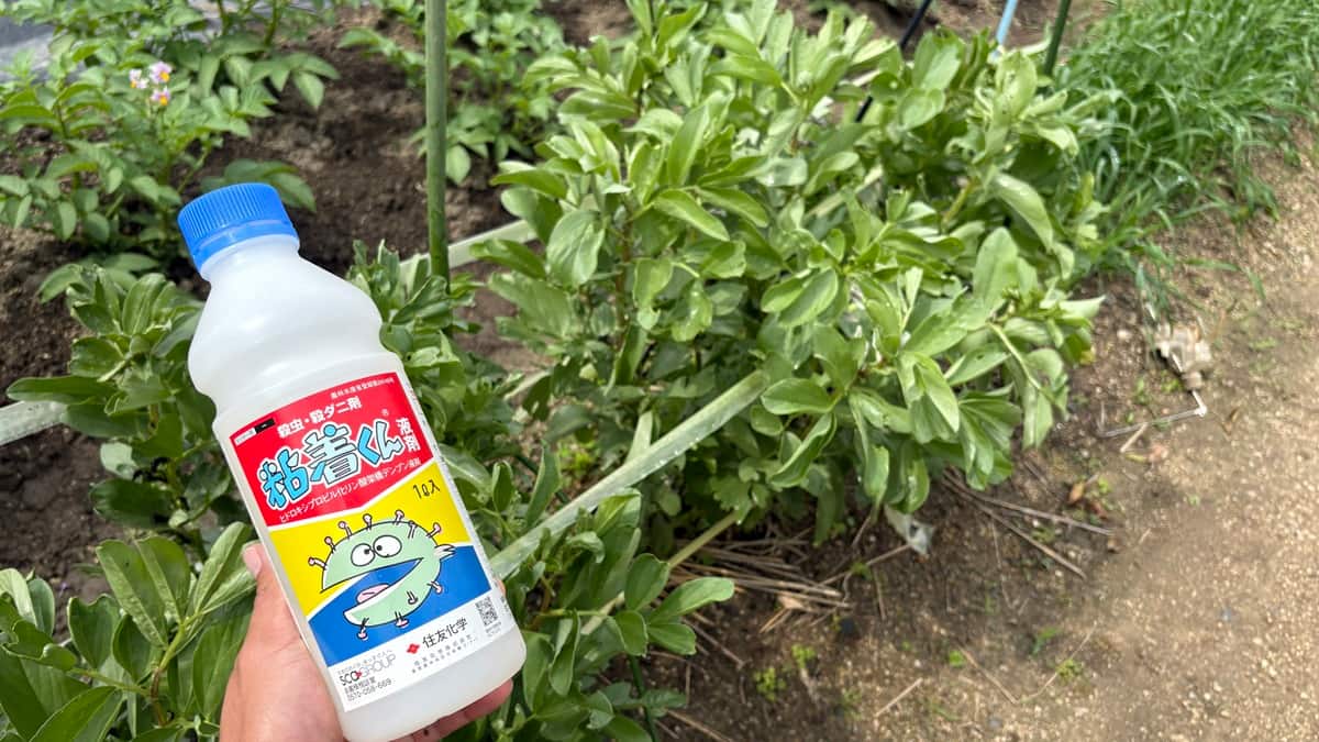 【粘着くん液剤とは？使い方と効果】アブラムシ・ハダニ・うどんこ病対策