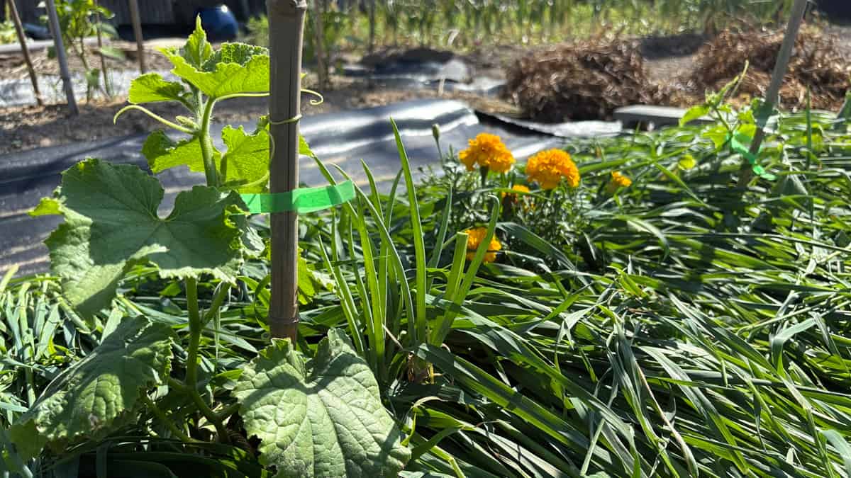 【緑肥活用｜家庭菜園の土づくり】アウェナストリゴサをマルチから土壌改良へ