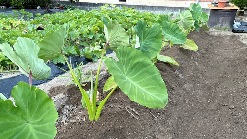 2回目の土寄せ