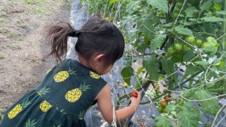 【7月の家庭菜園】今月はなにするの？猛暑と乾燥対策が夏野菜を長持ちさせるカギ！
