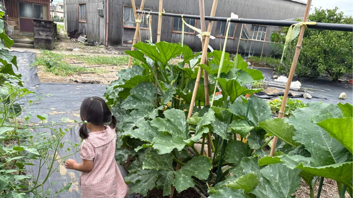 【ズッキーニ立体栽培】地ばい栽培とどう違う？狭い畑でもたくさん採れる！