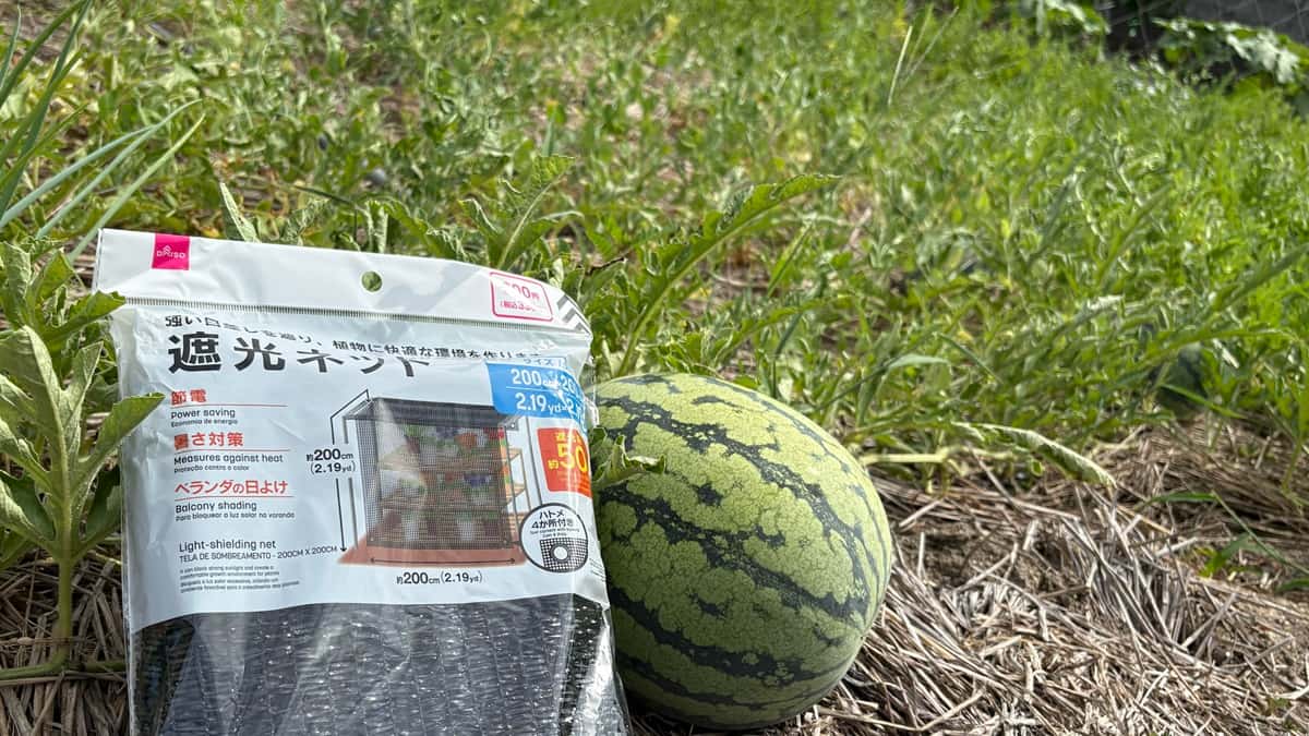【スイカの日焼け対策】ダイソーの遮光ネットで簡単にサンバーンを防ぐ方法