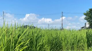 【8月の家庭菜園】今月はなにするの？猛暑対策と秋冬野菜へのバトンタッチが成功の秘訣！