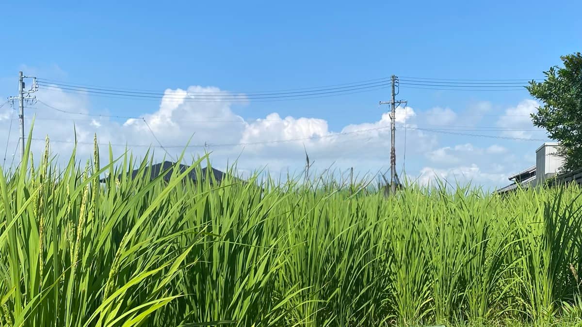 【8月の家庭菜園】今月はなにするの？猛暑対策と秋冬野菜へのバトンタッチが成功の秘訣！