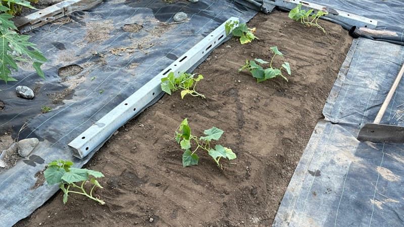 いろはに農園のキュウリ苗の植え付け