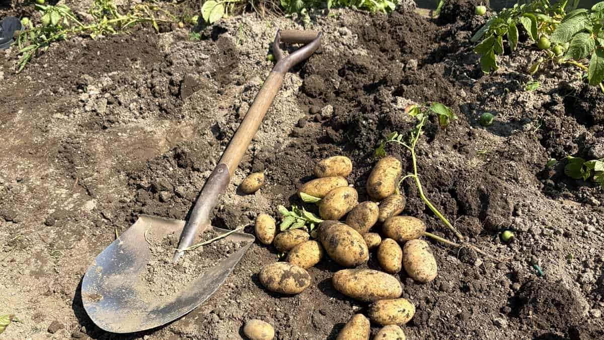 【スーパーのジャガイモは植えても大丈夫？】園芸用のタネイモとの違いを解説