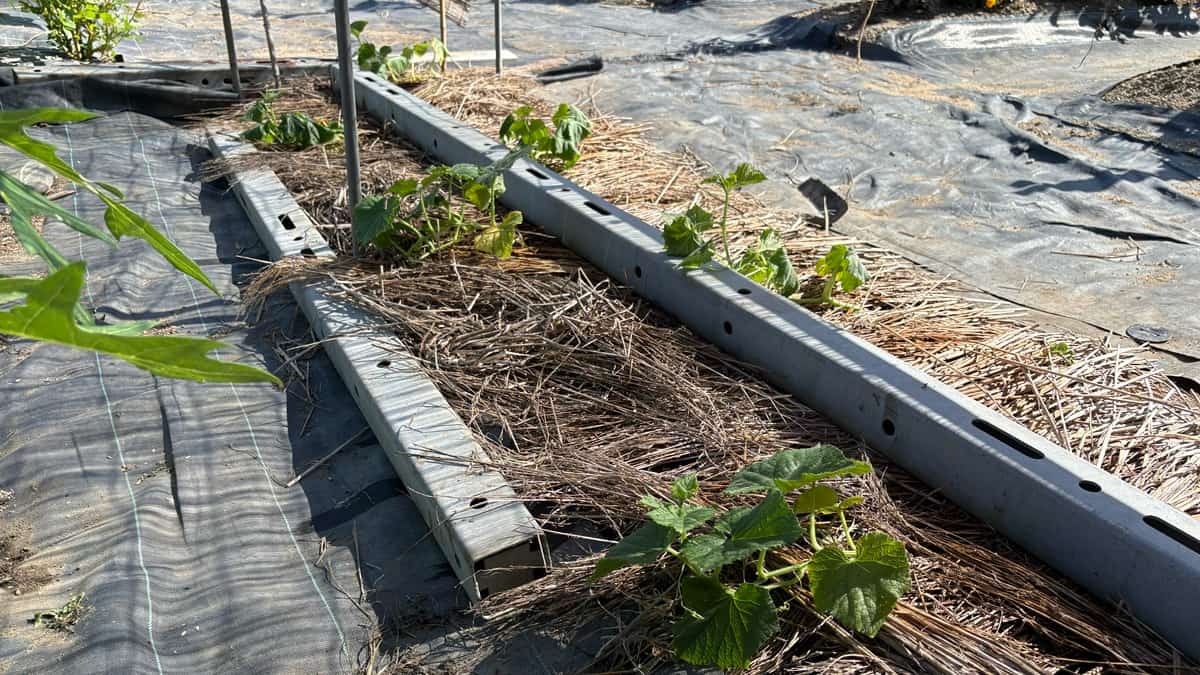 【秋キュウリの地ばい栽培】日よけと敷きワラで猛暑を乗り切る！長く楽しむ育て方
