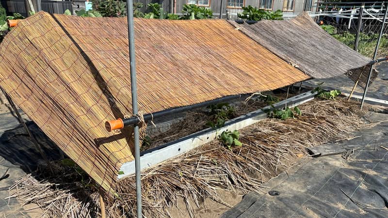 地ばいキュウリの日よけ対策