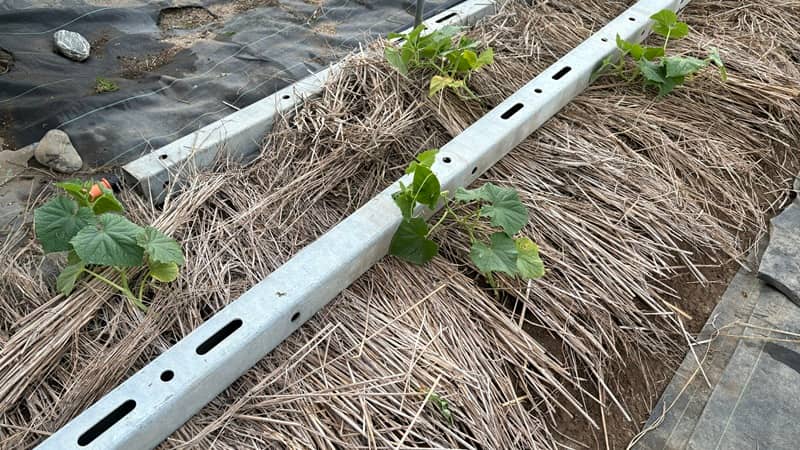 地ばいキュウリの敷き藁