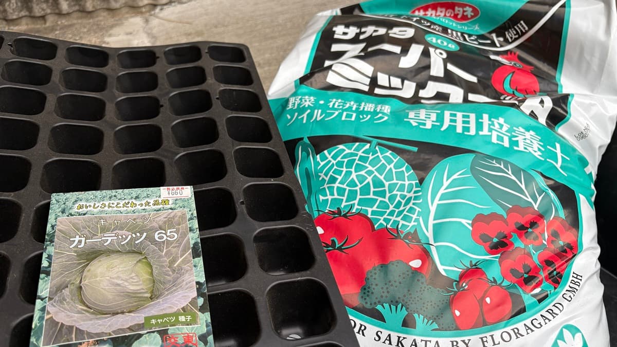 【近年の猛暑対策】失敗しないキャベツのタネ播きガイド！9月から始める安心育苗