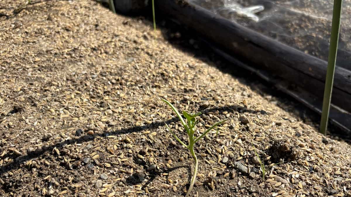 【ダイコン】芽が食べられた…！ヨトウムシ被害からの挽回と徹底対策ガイド