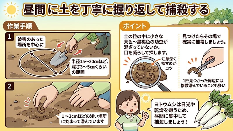 昼のパターン