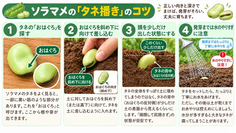 ソラマメのタネ播き方法 