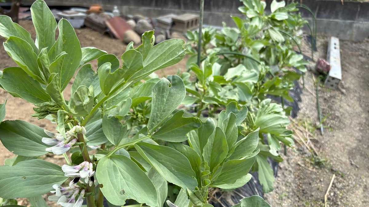 【初心者でも安心！家庭菜園で楽しむ】ソラマメ栽培ガイド