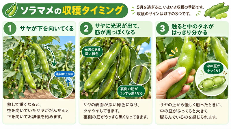 ソラマメ収穫の3つのサイン
