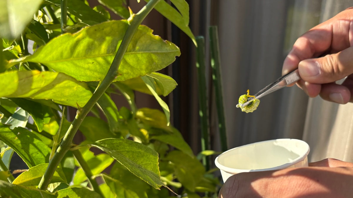 レモンの葉が食べられる原因は？ナミアゲハの幼虫の見分け方と対策