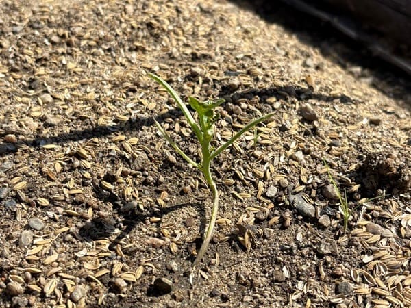 ヨトウムシ被害にあったダイコンの芽